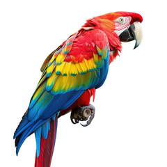 Fototapeta premium Vibrant macaw perched, bold colors