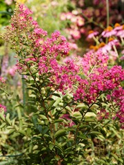 Obraz premium Crepe myrle or crape mytle (Lagerstroemia indica) Ornamental shrub with upright smooth stems bearing spectacular clusters in panicles of pink flowers adorned with yellow stamens and dark green leaves 