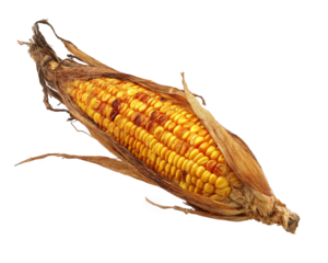 Grilled corn dried husk yellow kernel isolated transparency background rustic natural food snack summer delicious healthy organic closeup texture agriculture harvest vegetable maize cob roasted