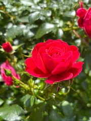 A vibrant red rose in full bloom stands out against a lush green background in a sunlit garden.