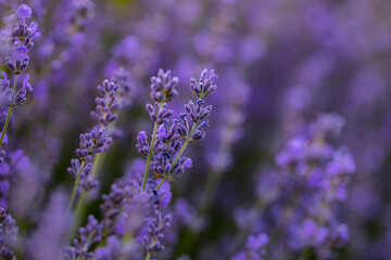 Lavender flowers in Provence, France. Macro purple background with blooming lavender field.