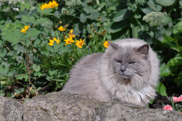 Ragdoll Katze im sonnigen Garten