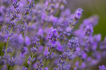 Lavender flowers in Provence, France. Macro purple background with blooming lavender field.