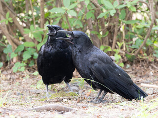 警戒して鳴き交わすハシボソガラス