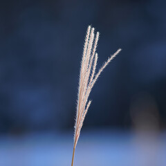 Delicate pampas grass plume against a soft blue background