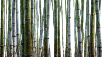 Dense bamboo forest with tall green and grey stalks creating a natural pattern isolated on transparent background