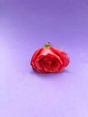 Beautiful Pink Rose on Purple Background for Floral Decor and Gifts