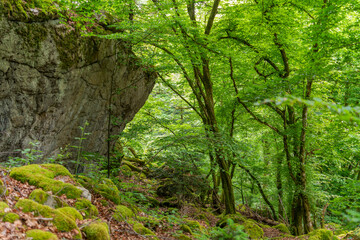 Fototapeta premium Impression of the Black Forest