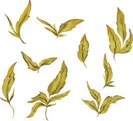 Watercolor Golden Foliage: Delicate Leaf Illustrations on White