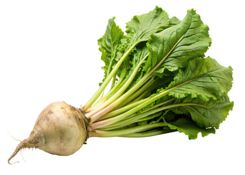 Sugar beet  isolated on white background