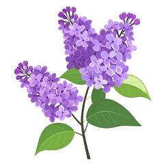 Lush purple lilac flower branch with blooming florets and green leaves, detailed vector art.