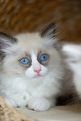Fototapeta premium Porträt eines Ragdoll Kätzchen