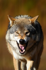 Obraz premium A strong wolf moves through golden grasslands during late afternoon. Its fierce gaze and bared teeth highlight its robust presence in the nature. Wildlife concept. Generative AI.