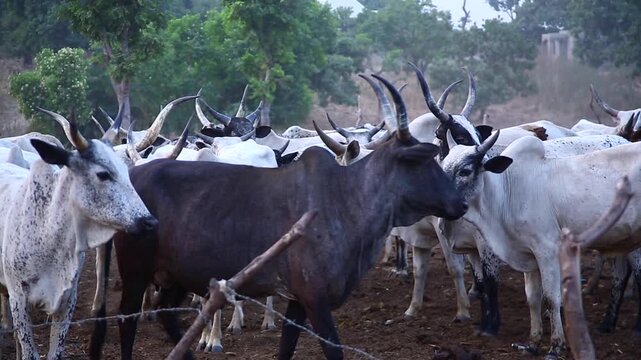 A peaceful look at cattle grazing across the open landscapes of Northern Nigeria, where pastoral traditions thrive and the bond between herders and livestock remains strong.