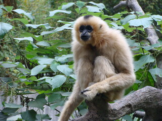Golden snub-nosed monkey sitting on branch, intently gazing forward，natural lighting