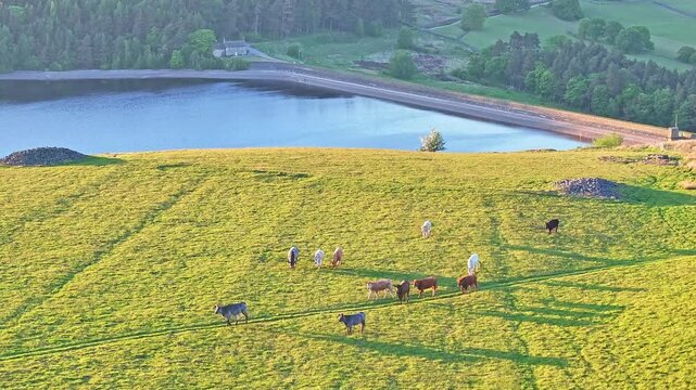 Aerial: Strines Reservoir, water storage reservoir, with cows during the day near Sheffield, South Yorkshire, England, crane up drone shot