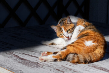 a sweet cat rests