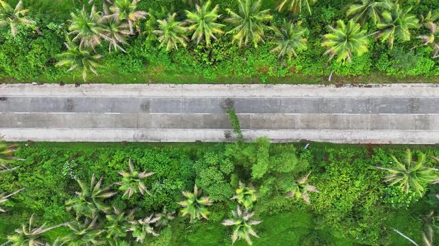 Straight concrete road flanked by dense green coconut palms in Maasin Basin, Siargao, Philippines, shown from top-down aerial perspective in a smooth pan shot across vibrant tropical plantation.