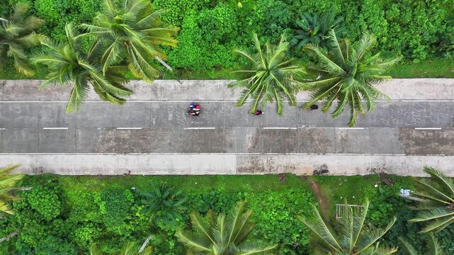 Drone captures vertical perspective of traffic in concrete road lined with coconut palms and dense green vegetation, ascending above Maasin Basin coconut plantation on Siargao Island.