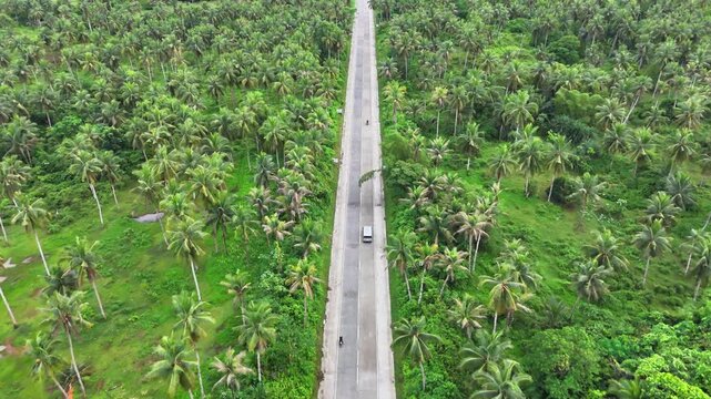 Traffic vehicles drives on straight elevated concrete road surrounded by dense green coconut palm plantation at Maasin Basin, Siargao Island, Philippines, central hills visible in the background.