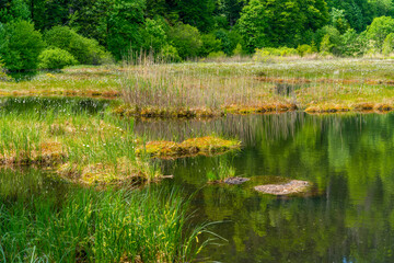 Nonnenmattweiher in Germany