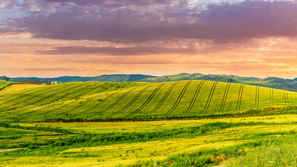 beautiful summer season golden field with yellow and green wheat and rows after agricultural farming. Rural landscape of sunset or sunrise field before harvest.