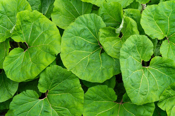 Butterbur leaves