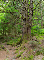 Old tree in a forest
