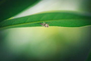 versteckt