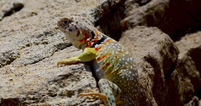 Static closeup video of a female Eastern Collared lizard Crotaphytus collaris agitated