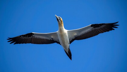 Obraz premium Seabird in flight against clear sky