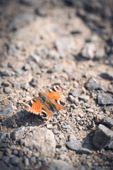 schmetterling
