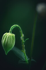 blüte voller läuse