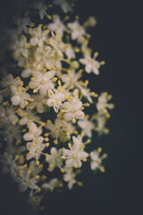 Blüten