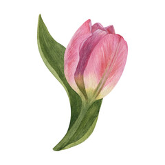 Watercolor illustrations of a soft pink tulip flower. Delicate flowers with soft petals and greenery in white background