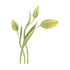 Watercolor illustrations of a soft yellow green tulip flowers. Delicate flowers with buds and greenery in white background