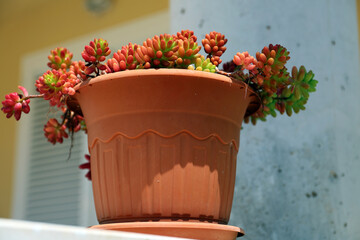 Sedum in a pot, Mallorca.