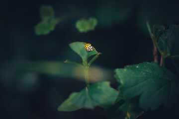 klein , gelb und gepunktet