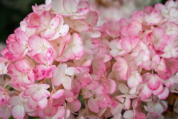 Fototapeta premium A close-up image highlights the delicate beauty of pink and white hydrangea flowers in full bloom, ideal for gardening blogs, floral designs, and nature-themed projects.