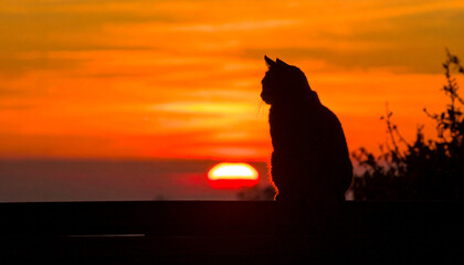 Cat Silhouetted at Sunset: A solitary feline is silhouetted against the fiery backdrop of a breathtaking sunset, capturing the serene and contemplative essence of nature.