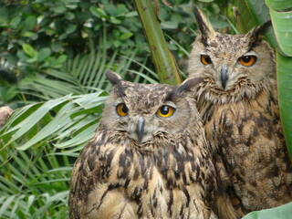 Two great horned owls perched in foliage, intently gazing forward