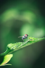 Fliege