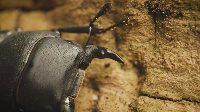 Vilnius, Lithuania &ndash; July 24, 2025. Lesser stag beetle (Dorcus parallelipipedus) . Extreme close-up