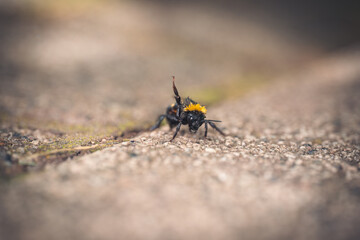 Kleine Hummel am winken