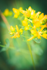 gelbe Blüten
