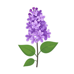 Obraz premium Purple Lilac Flower Illustration