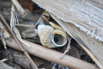 shell on the ground in winter cowered with frost closeup of photo with shallow depth of field