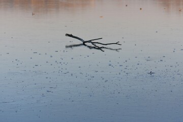 Tree branch on the ice of a frozen lake. Winter landscape