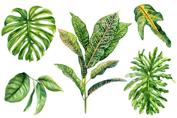 Tropical green leaves watercolor set monstera croton philodendron botanical foliage collection hand painted and isolated on white © Hanna