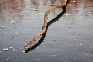 Tree branch on the ice of a frozen lake. Winter landscape
